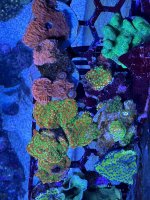 IMG_0295.jpeg