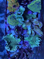 IMG_0296.jpeg