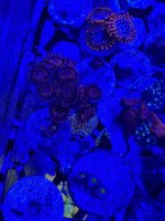 IMG_0451.jpeg