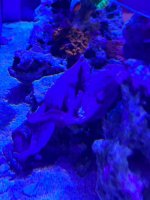 IMG_6478.jpeg