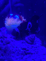 fish.png