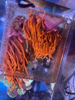 IMG_3565.jpeg