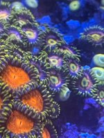 IMG_9728.jpeg