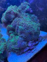 IMG_0230.jpeg
