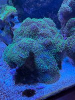 IMG_0231.jpeg