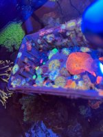 IMG_8616.jpeg