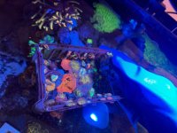 IMG_8617.jpeg