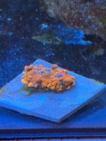IMG_8619.jpeg