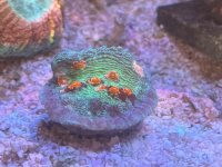 IMG_9348.jpeg