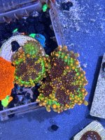 IMG_4700.jpeg