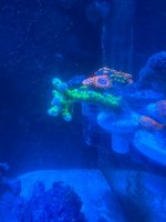 IMG_4600.jpeg