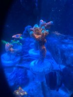IMG_4601.jpeg