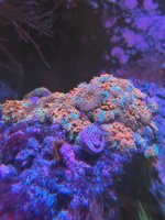 IMG_0872.jpeg