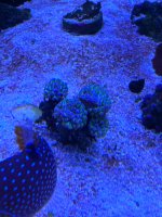 IMG_5243.jpeg