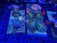 IMG_4269.JPG