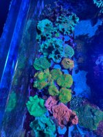 IMG_2369.jpeg