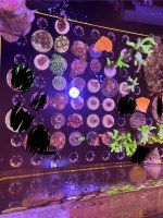 IMG_7636.jpeg