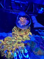 IMG_8442.jpeg