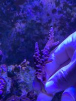 IMG_8257.jpeg