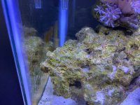 IMG_8651.jpeg