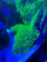 IMG_4176.jpeg