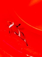 IMG_9362.jpeg