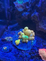 IMG_2667.jpeg