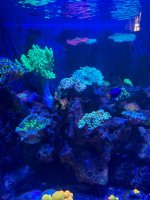 IMG_2668.jpeg