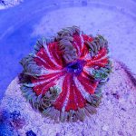 DSC_6066.jpg