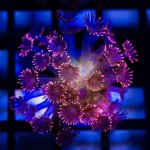 DSC_0877.jpg