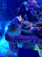IMG_2794.jpeg