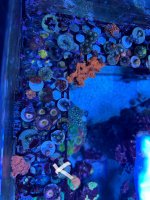 IMG_2795.jpeg
