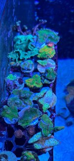 IMG_2796.jpeg