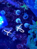 IMG_2797.jpeg