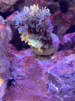 IMG_5296.jpeg