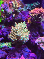 IMG_3780.jpeg