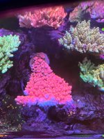 IMG_3781.jpeg