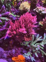 IMG_3788.jpeg