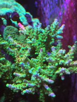 IMG_3797.jpeg
