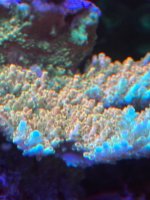 IMG_3796.jpeg