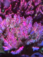 IMG_3794.jpeg