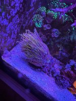IMG_3787.jpeg