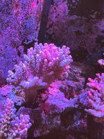 IMG_3776.jpeg