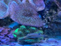 IMG_0062.jpeg