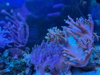 IMG_0061.jpeg