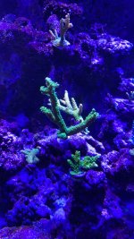 IMG_8535.jpeg