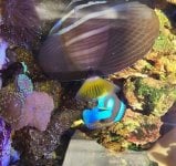 sailfin.jpg
