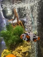 IMG_0166.jpeg
