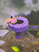 IMG_9988.jpeg
