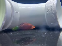 IMG_9129.jpeg
